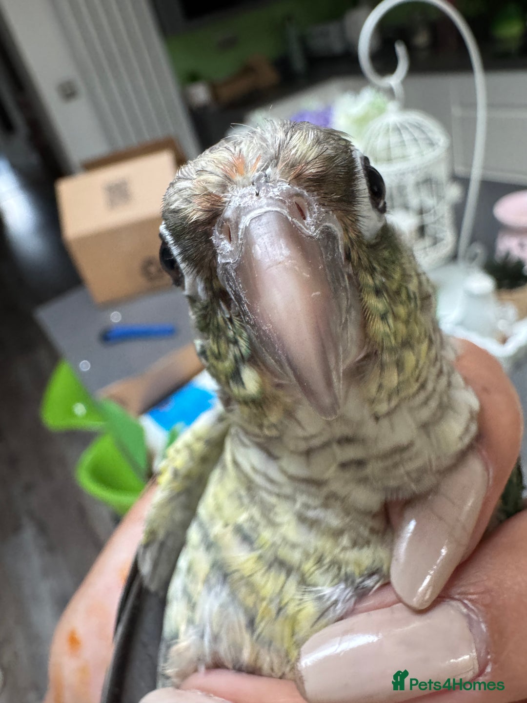 Conures birds for sale: Tamed hand-fed baby conure - Image 5