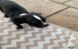 Boxer dogs for sale: Boxer pup 12 weeks old - Image 4