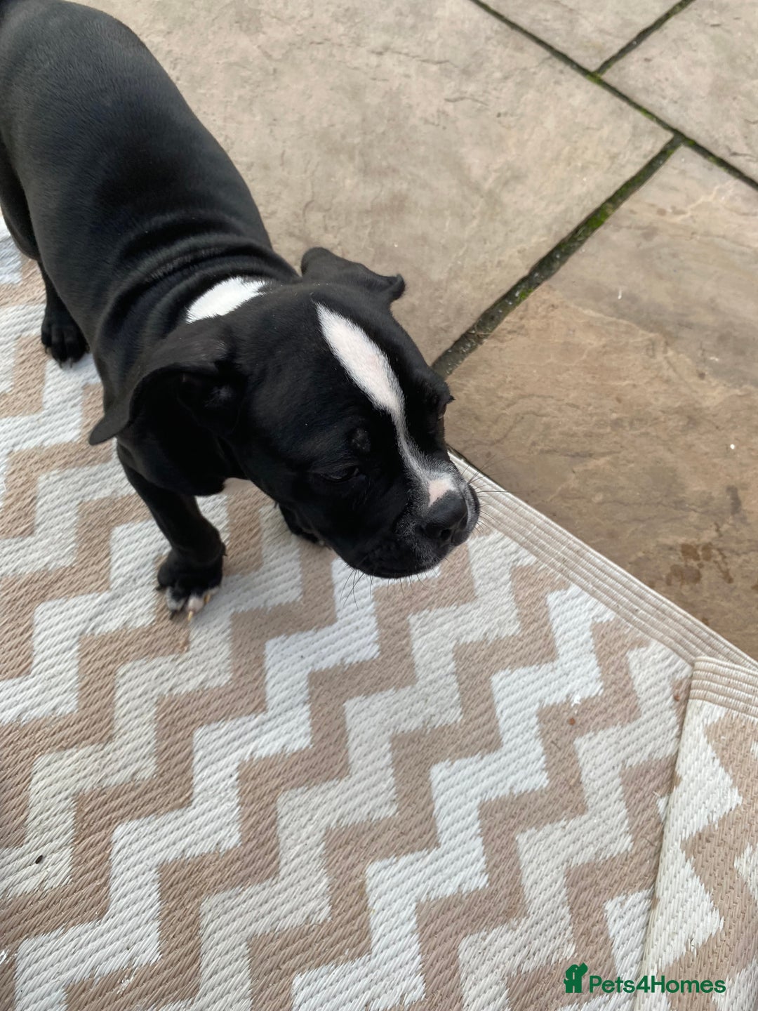 Boxer dogs for sale: Boxer pup 12 weeks old - Image 4