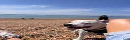 Staffordshire Bull Terrier dogs for sale: Oakley in Worthing - Advert 4
