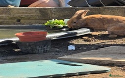 Rex rabbits for sale: Rex X Mini Lop Bunnies for Sale – Bonded Siblings - Image 2