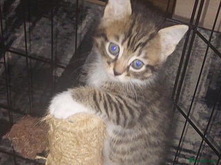 Mixed Breed cats 2 kittens male - Advert 1