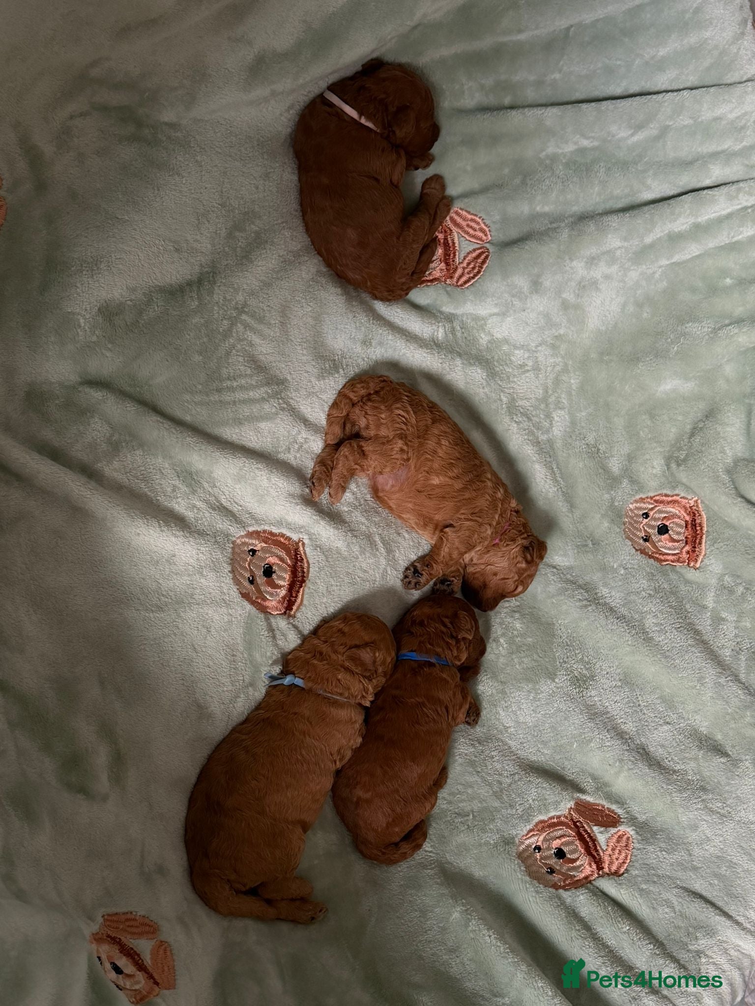 Miniature Poodle dogs for stud: Proven Pedigree Miniature Poodle Stud  - Advert 7