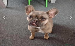 Mixed Breed dogs for sale: French bulldog crossed  - Image 2