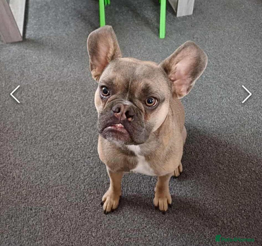Mixed Breed dogs for sale: French bulldog crossed  - Image 2