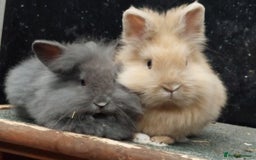 Lionhead rabbits for sale: Gorgeous baby bunnies for sale  - Image 1