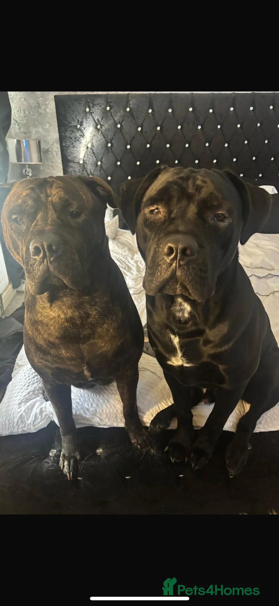 Mixed Breed dogs for sale: Presa Canario/Cane Corso Puppies 🐶 - Advert 2