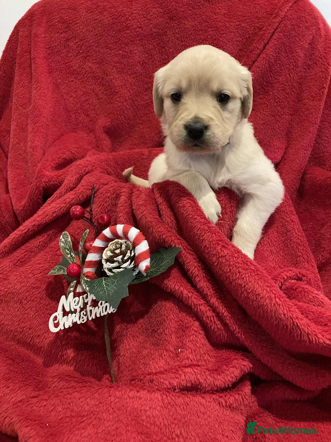 Golden Retriever dogs for sale: Golden Retriever puppies  - Advert 3