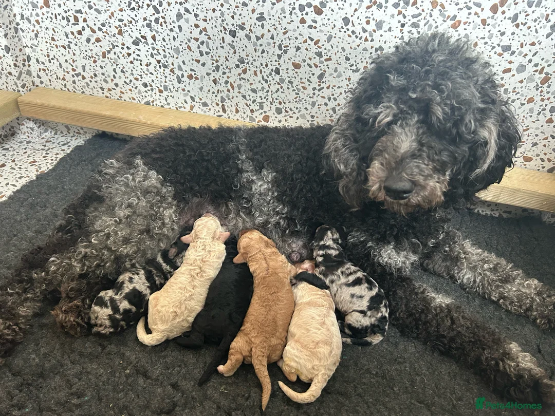 Goldendoodle dogs for sale: Stunning Goldendoodle Pups - Advert 2