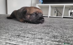 Mixed Breed dogs for sale: Beautiful Ridgeback Staffy x Rottweiler Puppies - Advert 34