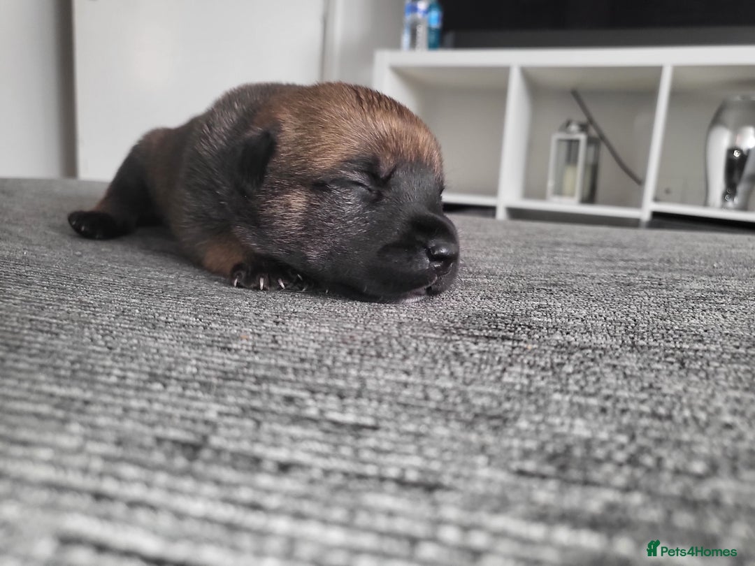 Mixed Breed dogs for sale: Beautiful Ridgeback Staffy x Rottweiler Puppies - Advert 34