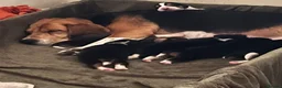 Beagle dogs for sale: Adorable and family friendly Beagle puppies in Accrington - Advert 7