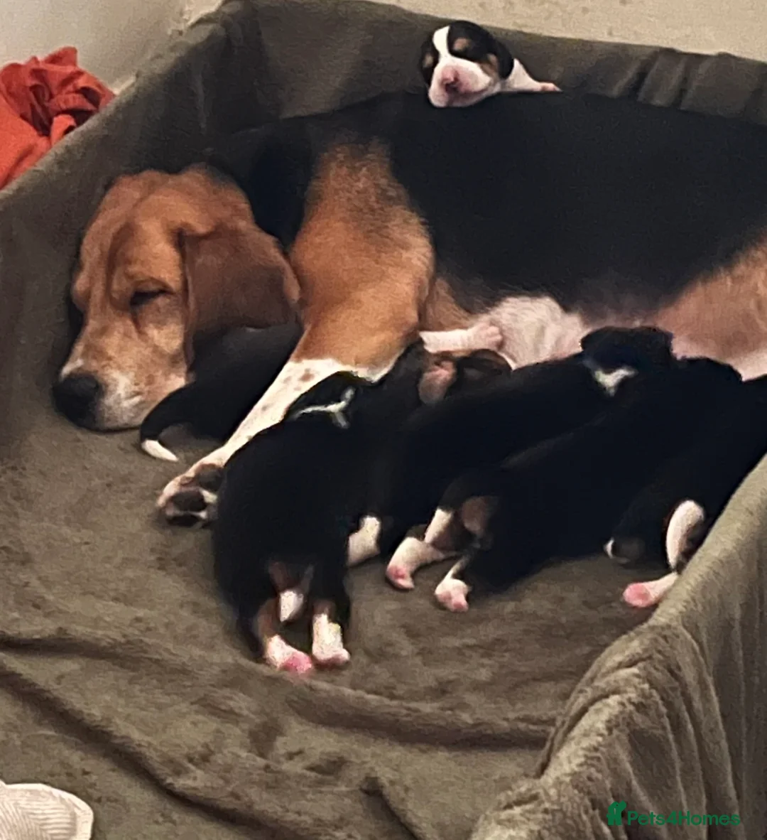 Beagle dogs for sale: Adorable and family friendly Beagle puppies in Accrington - Advert 7