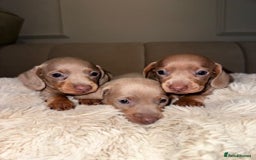 Miniature Dachshund dogs for sale: Stunning ISABELLA miniature dachshunds  - Image 10