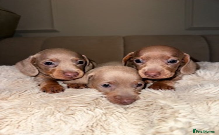 Miniature Dachshund dogs Stunning ISABELLA miniature dachshunds  - Advert 11