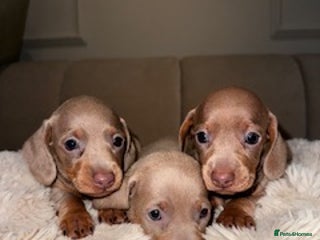 Miniature Dachshund dogs Stunning ISABELLA miniature dachshunds - Advert 8