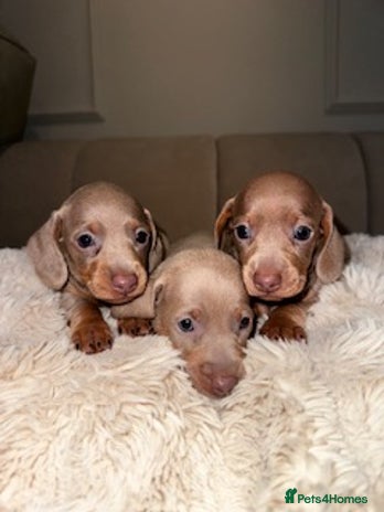 Miniature Dachshund dogs Stunning ISABELLA miniature dachshunds - Advert 11