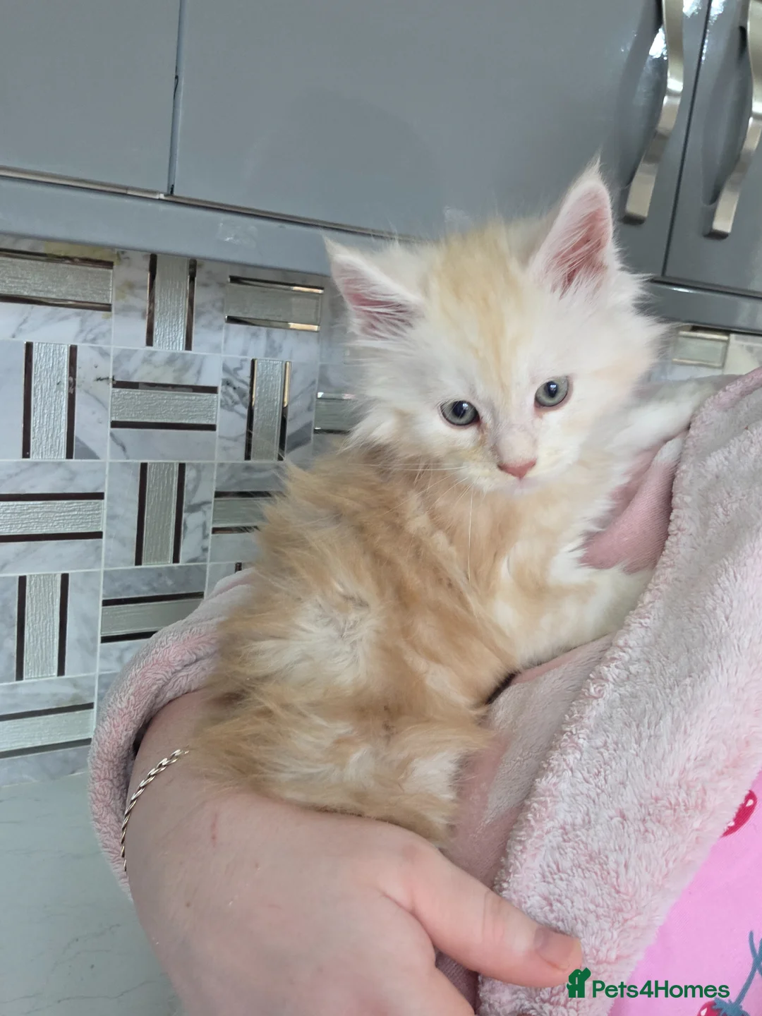 Maine Coon cats for sale: Maine Coon Kitten For Sale  - Advert 18
