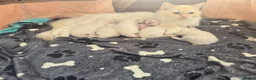 Ragdoll cats for sale: Stunning Cream & Tortie Ragdolls - Advert 19