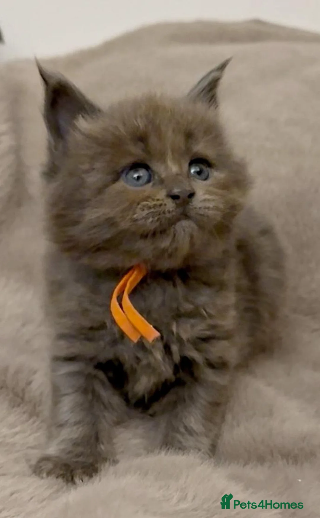 Maine Coon cats for sale: Pedigree GCCF registered Maine Coon kittens  - Advert 4