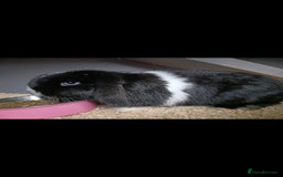 Mini Lop rabbits for sale: Mini lop rabbit - Image 3