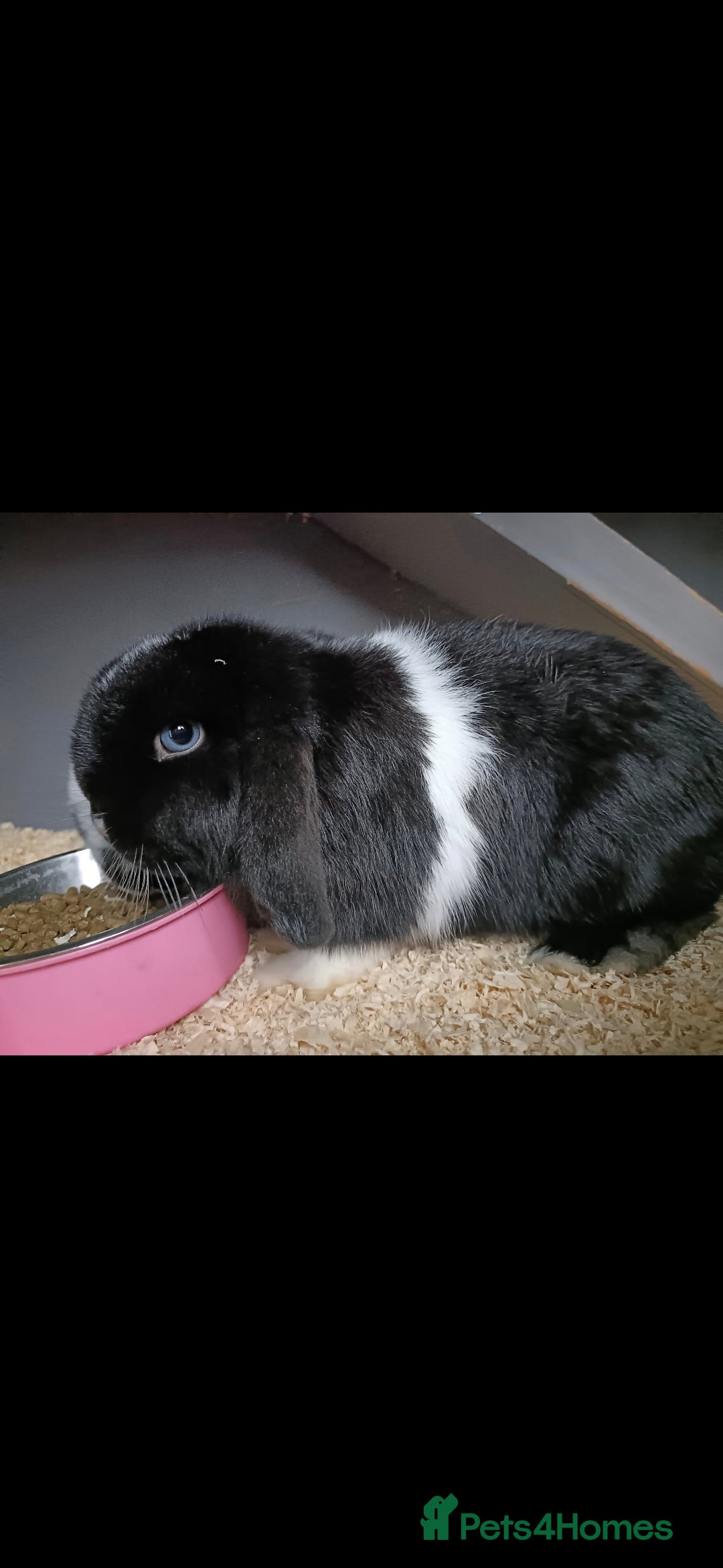 Mini Lop rabbits for sale: Mini lop rabbit - Image 3