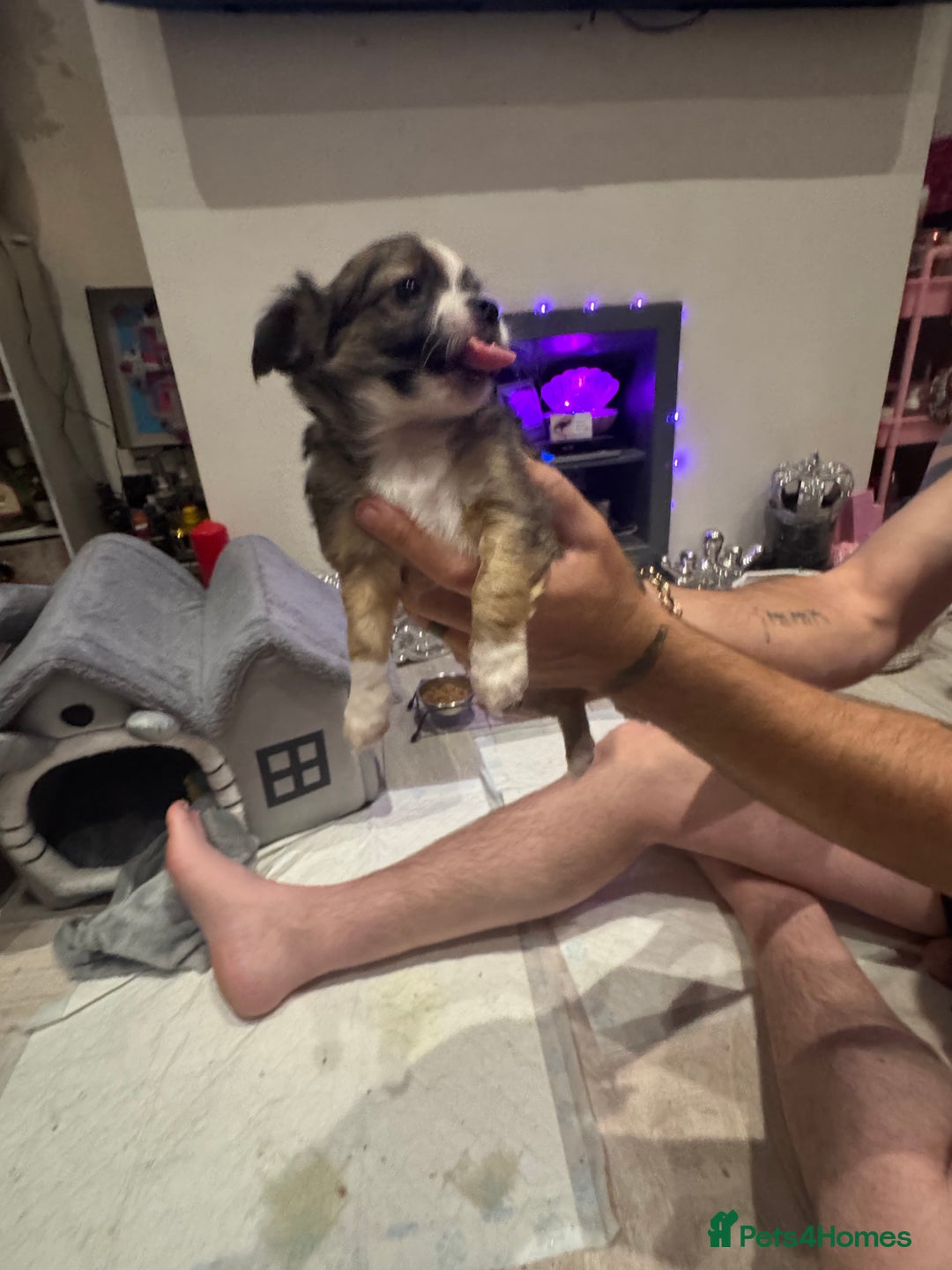Chihuahua dogs for sale:  ❤️ K.C Registered Fluffy chocolate baby’s 🥰 - Image 6