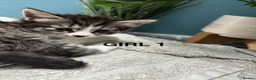 British Shorthair cats for sale: 7 beautiful kittens looking for a home  - Advert 6
