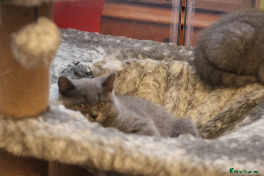 Scottish Fold cats for sale: Scottish straight girls ready for a new home🥰 - Advert 28