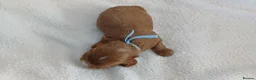 Cavapoo dogs for sale: F1 CAVAPOO PUPPIES  in Stevenage - Advert 25