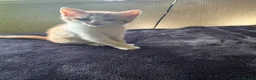 Mixed Breed cats for sale: Adorable kittens for sale in Maidstone - Advert 6