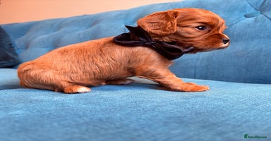 Cavalier King Charles Spaniel dogs - Advert 9