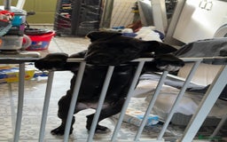 Cane Corso dogs for sale: Cane corso  - Image 5