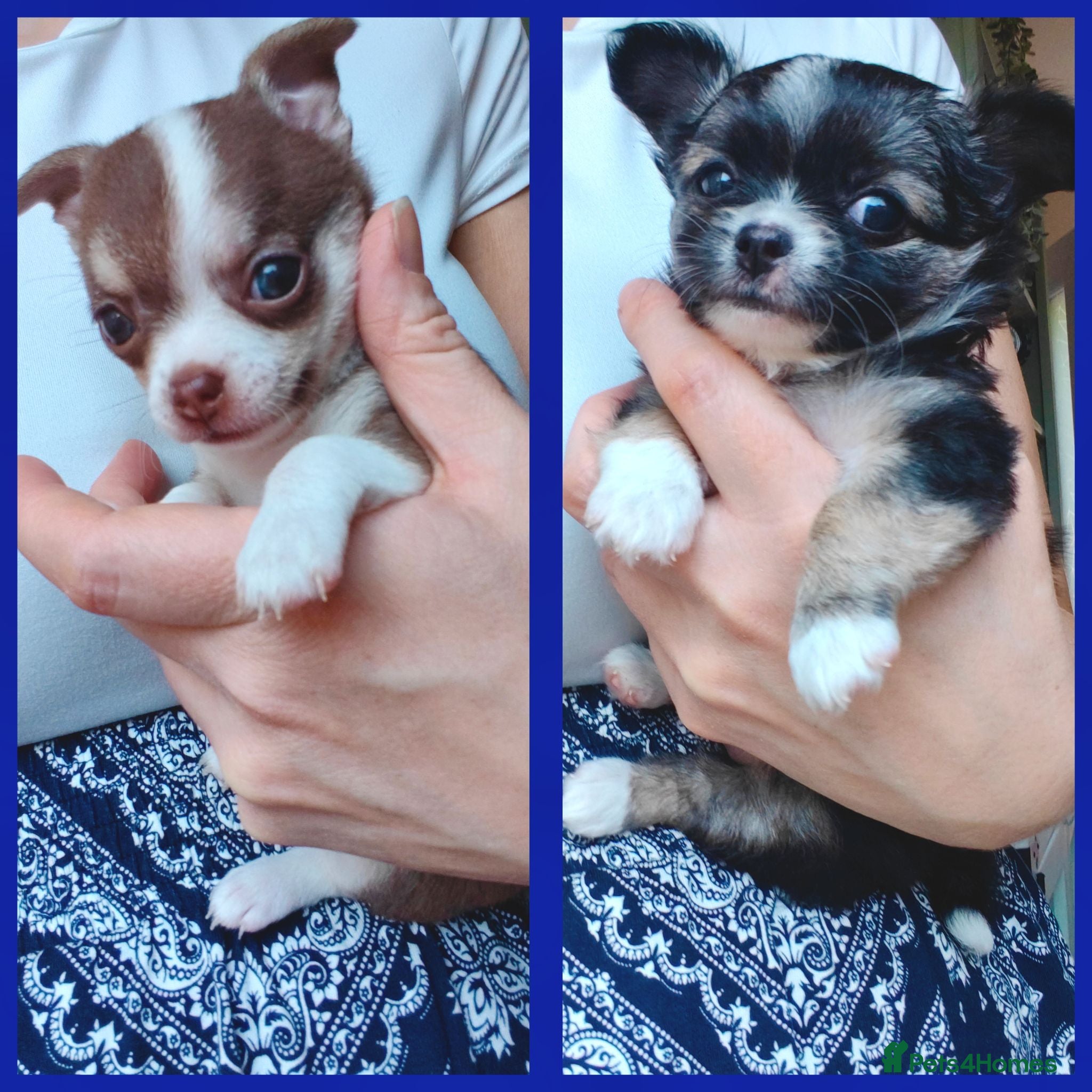 Chihuahua dogs 🌻Cute purebred chihuahua puppies🌻 - Advert 1