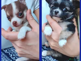 Chihuahua dogs 🌻Cute purebred chihuahua puppies🌻 - Advert 1
