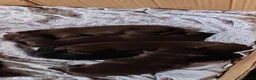 Labrador Retriever dogs for sale: Beautiful first litter of ten Labrador puppies  in Redcar - Advert 21