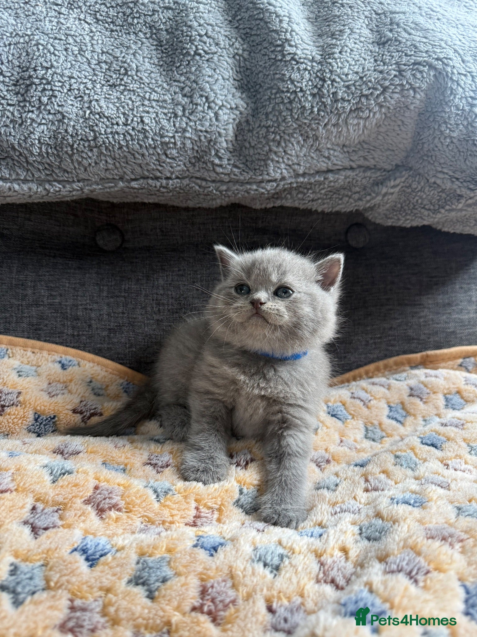 British Shorthair cats Gorgeous British Short Hair - Advert 1