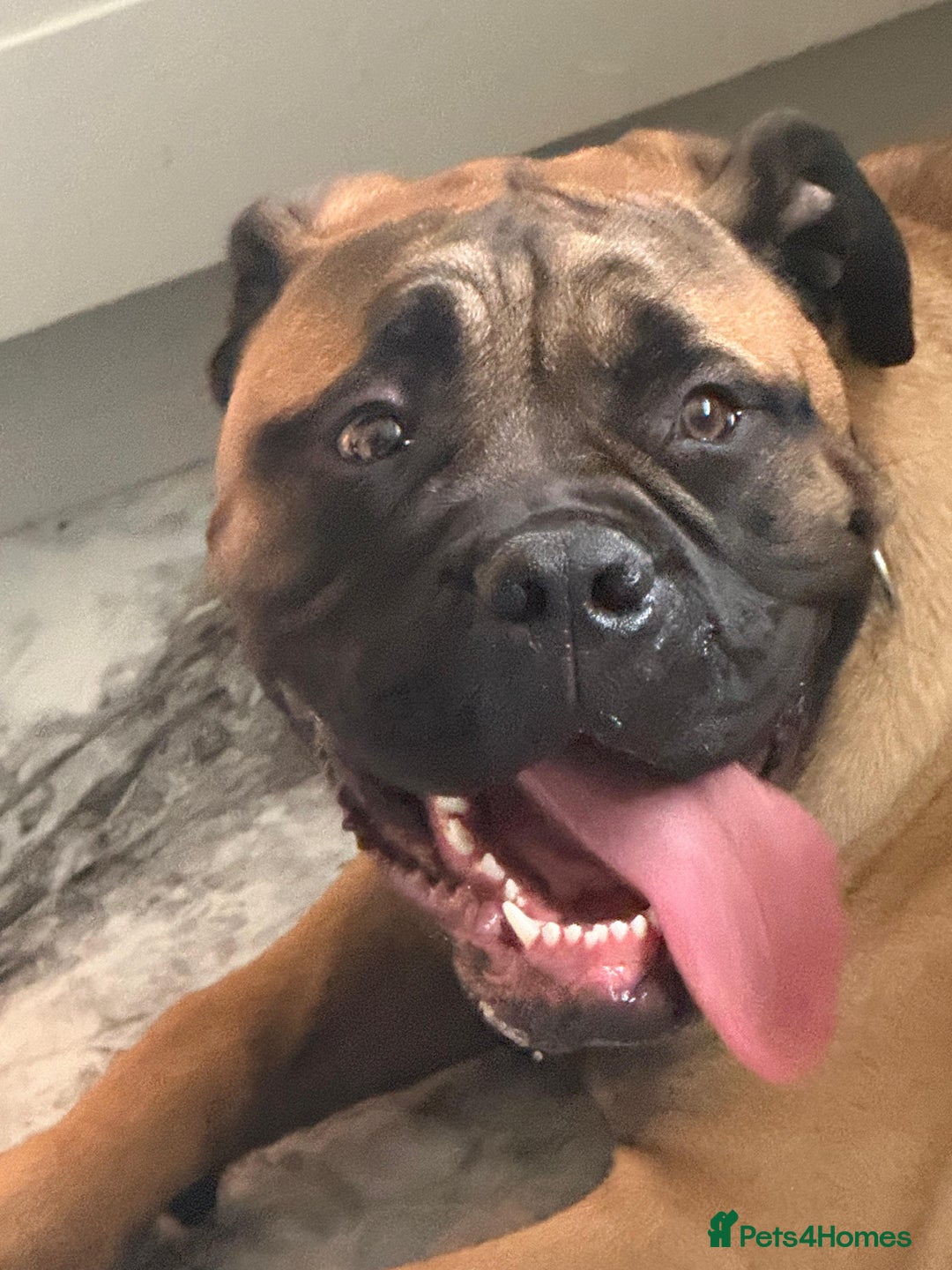 Bullmastiff dogs for sale: Beautiful bullmastiff bitch  - Advert 3