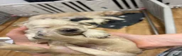 Double Doodle dogs for sale: Double Doodle puppies due August 2026 - Advert 3