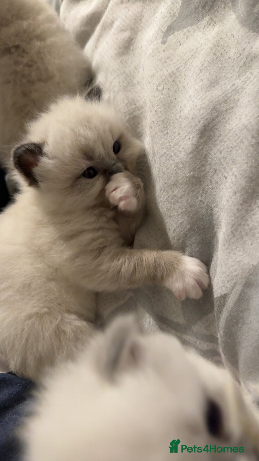 Ragdoll cats for sale: 5 beautiful ragdoll kittens - Advert 11