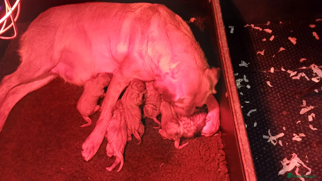 Labrador Retriever dogs for sale: YELLOW VARIATIONS LABRADOR PUPPIES FOR SALE  - Advert 6