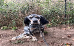 English Setter dogs for adoption: Whisky - Image 2
