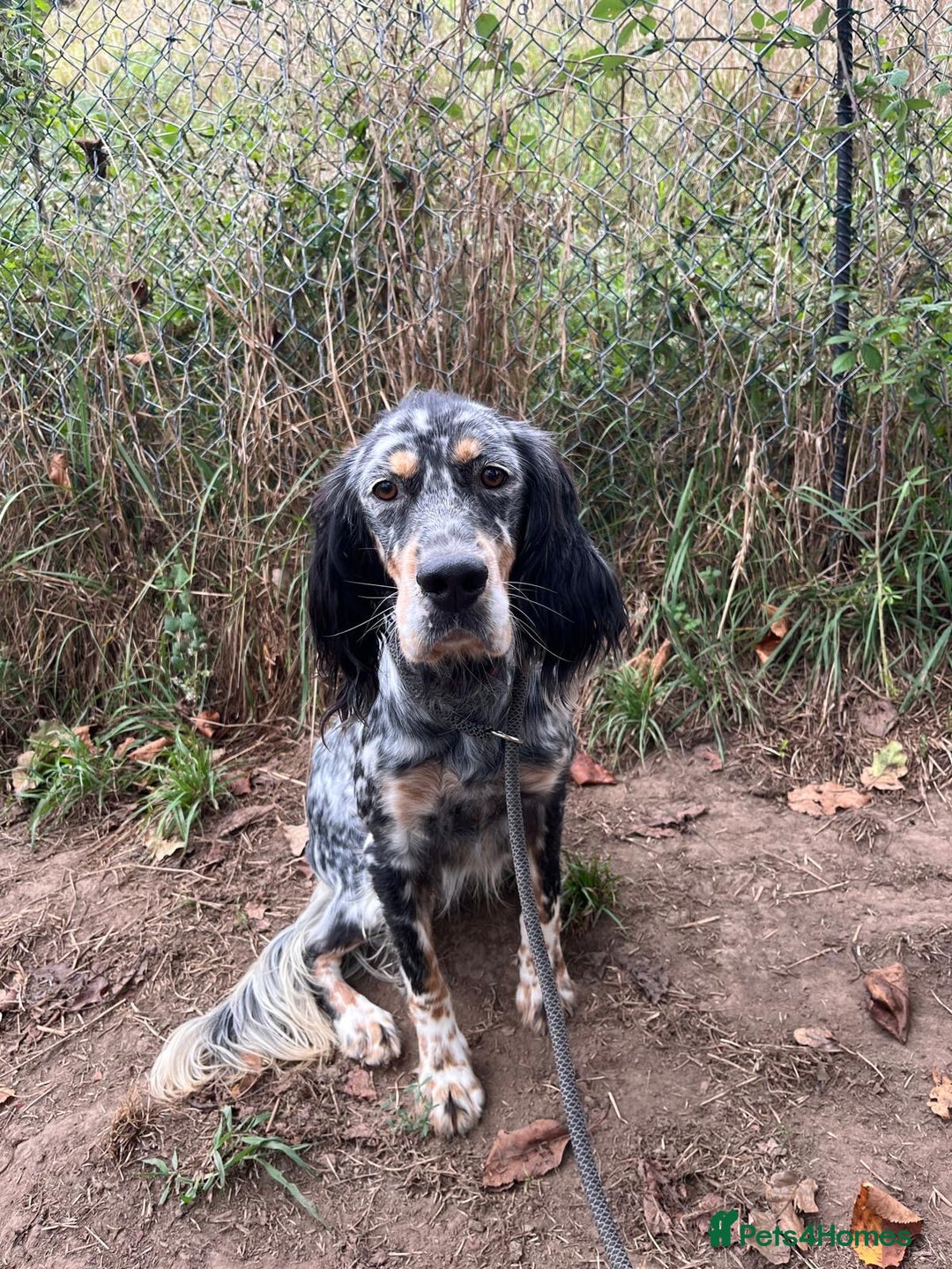 English Setter dogs for adoption: Whisky - Image 2