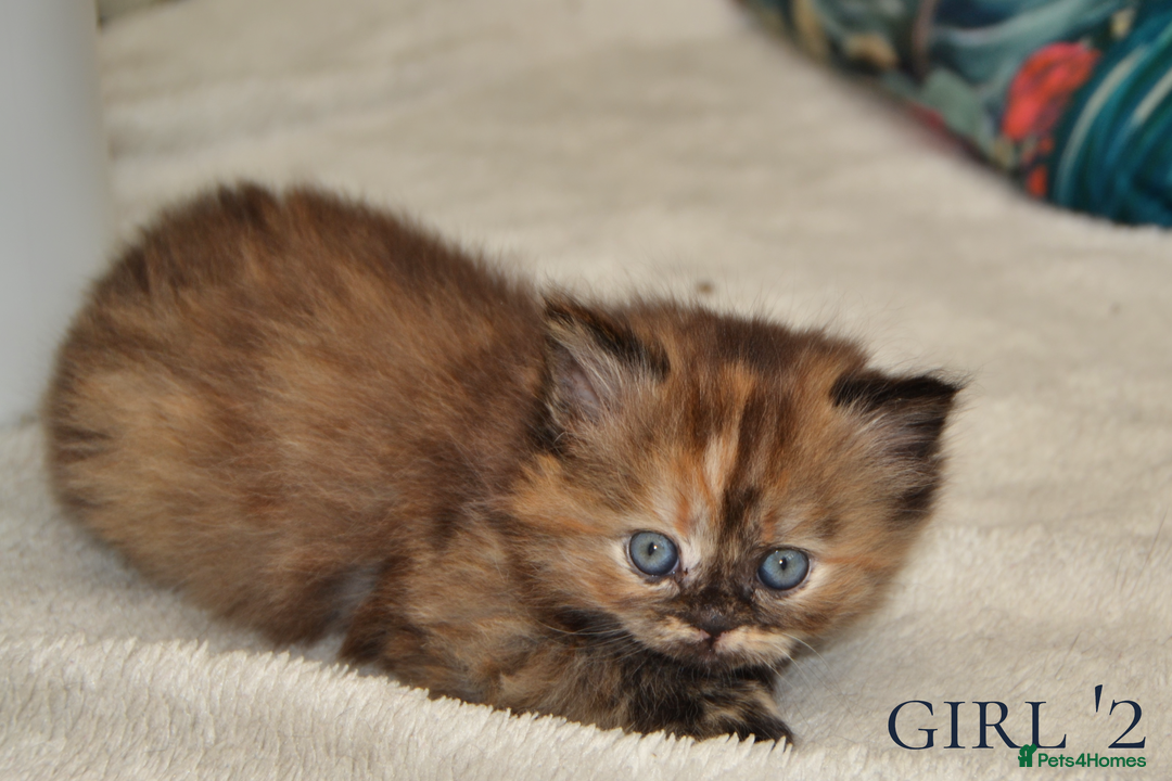 Exotic cats for sale: Stunning Persian Kittens!! - Image 9