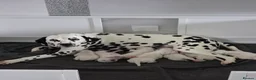 Dalmatian dogs for sale: Litter of 8 puppies  - Advert 25
