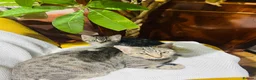 Mixed Breed cats for sale: Kittens  - Advert 1