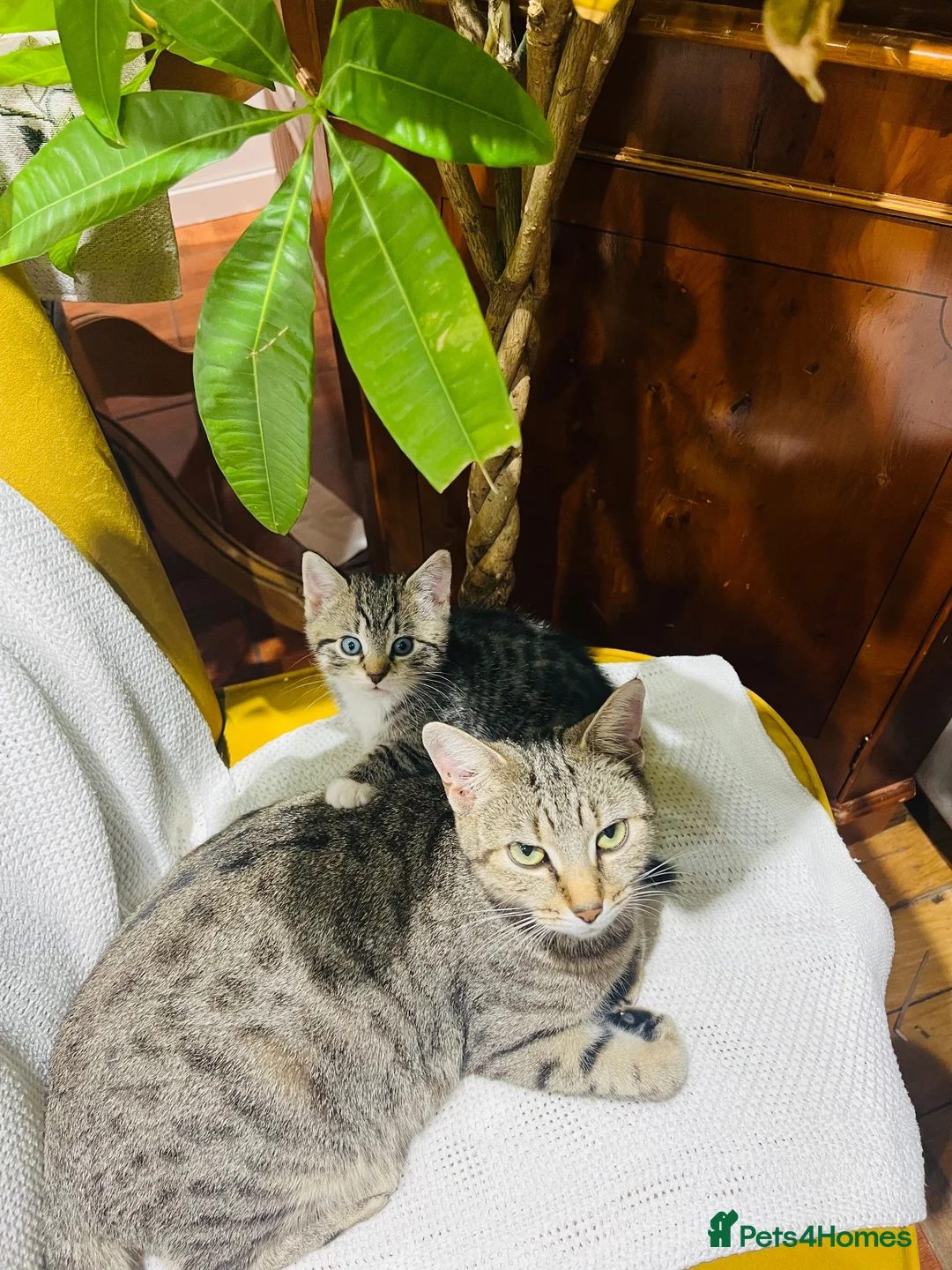 Mixed Breed cats for sale: Kittens  - Advert 1