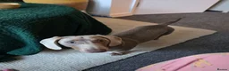 Miniature Dachshund dogs for sale: Tan colour miniature dachshund  in Redruth - Advert 2