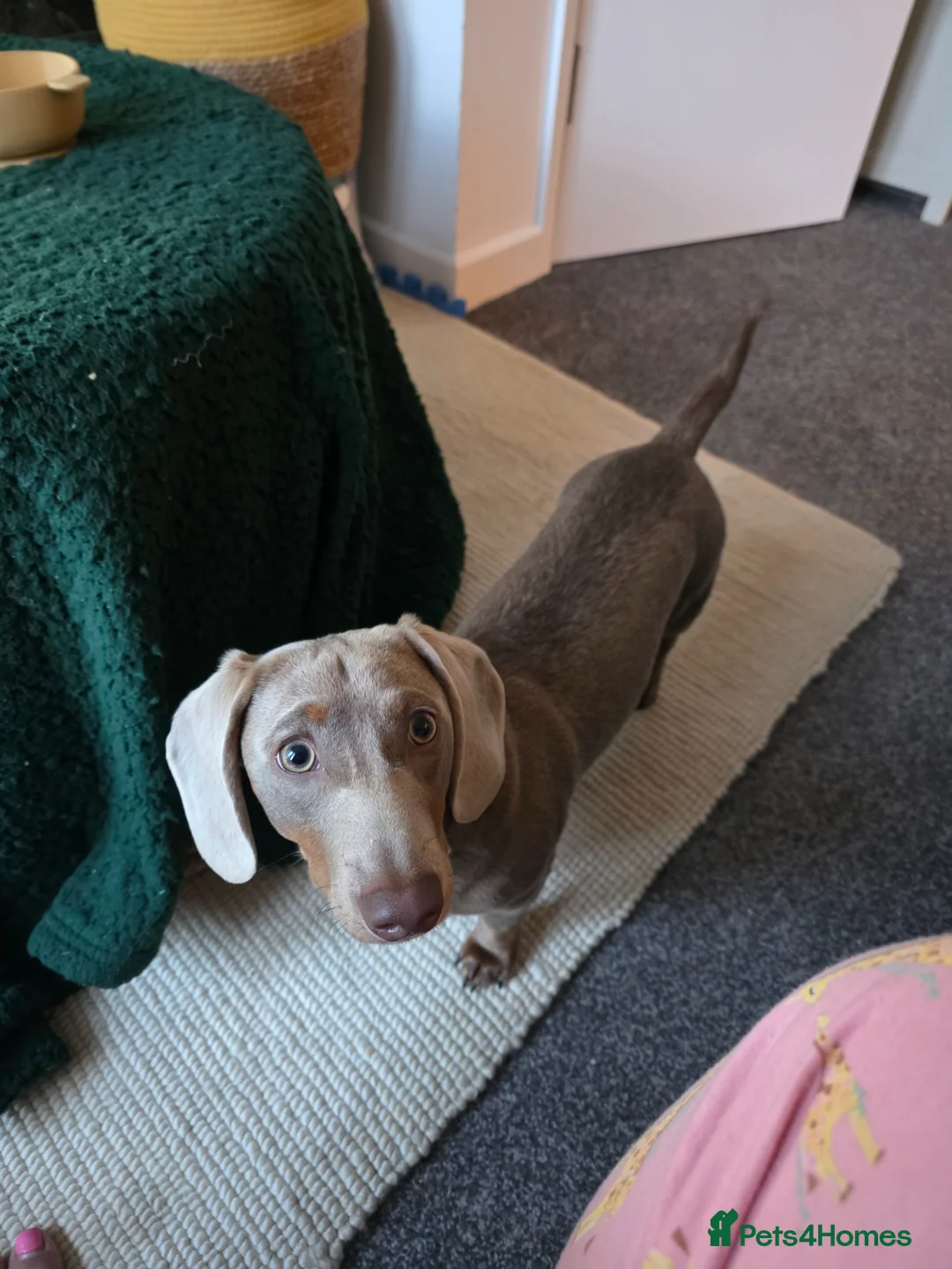 Miniature Dachshund dogs for sale: Tan colour miniature dachshund  in Redruth - Advert 2