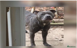 Staffordshire Bull Terrier dogs for sale: Original "Old-Blood" Black/Blue Staff pups *RARE* - Image 13